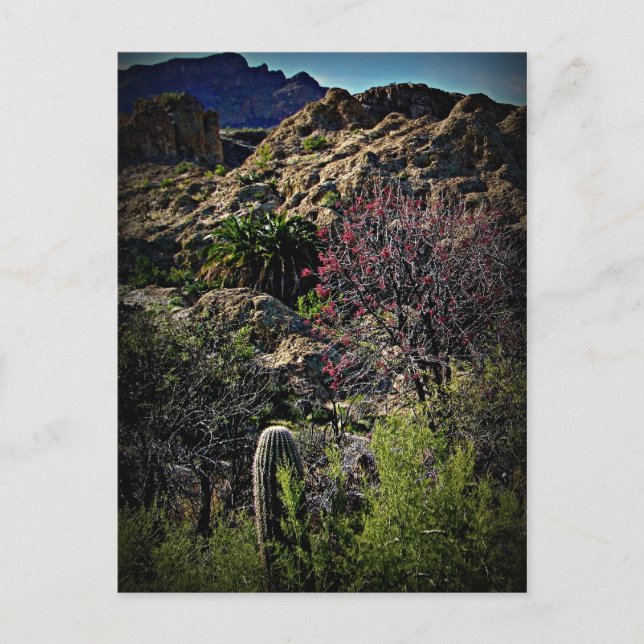 Boyce Thompson Arboretum Postkarte (Vorderseite)