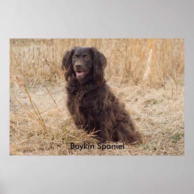 Boykin Spanel Poster (Vorne)