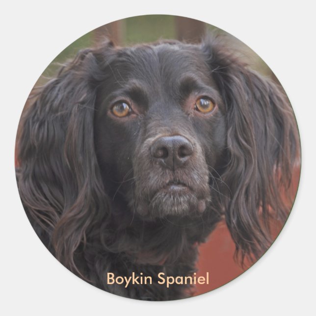 Boykin Spanel Stickers (Vorderseite)