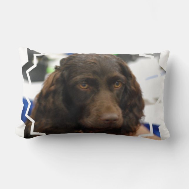 boykin-spaniel-2.jpg lendenkissen (Vorderseite)