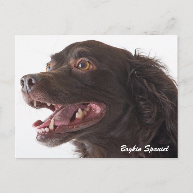 Boykin Spaniel Foto Post Card Postkarte (Vorderseite)