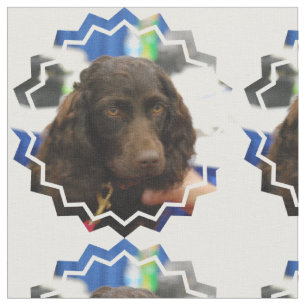 Boykin Spaniel Stoff
