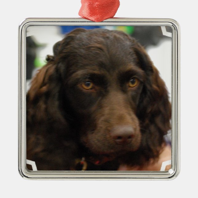 Boykin Spaniel-Verzierungen Silbernes Ornament (Vorne)