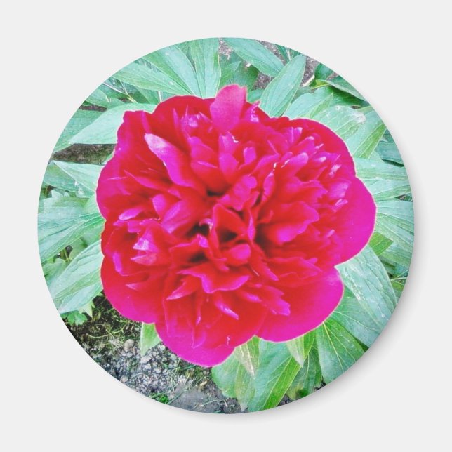 Bozur Magnet (Vorne)