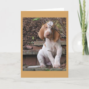 Bracco Italiano Greeting Card Karte