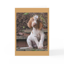 Bracco Italiano Grußkarte