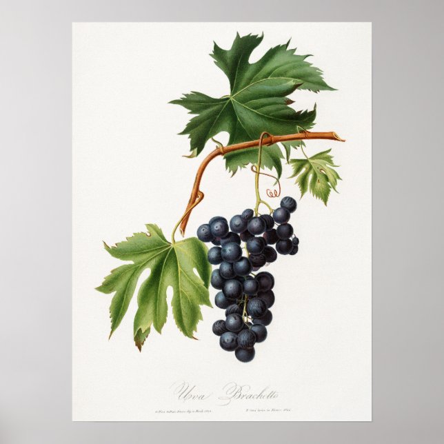 Brachetto Traube von Giorgio Gallesio Poster (Vorne)