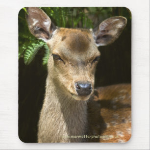 Brachmuschel Mousepad