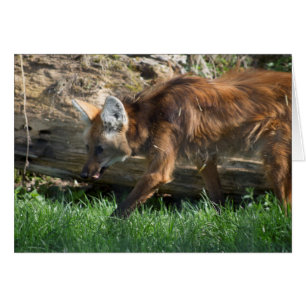 Brachyurus