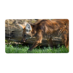 Brachyurus
