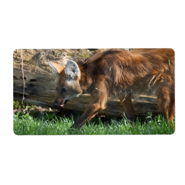 Brachyurus (Vorne)