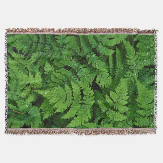 Bracken Farn mit Regentropfen, Washington Staat Decke (Vorderseite)
