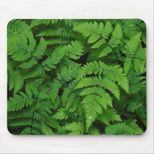 Bracken Farn mit Regentropfen, Washington Staat Mousepad