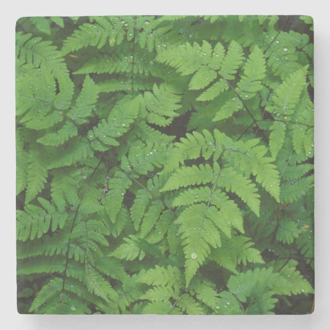 Bracken Farn mit Regentropfen, Washington Staat Steinuntersetzer (Vorderseite)