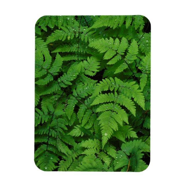 Bracken Farn mit Regentropfen, Washingtoner Staat Magnet (Vertikal)