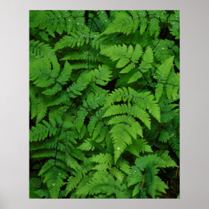 Bracken fern with rain drops, Washington State Poster