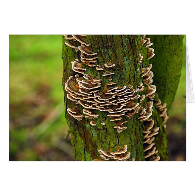Bracket Funghi (Vorderseite (Horizontal))
