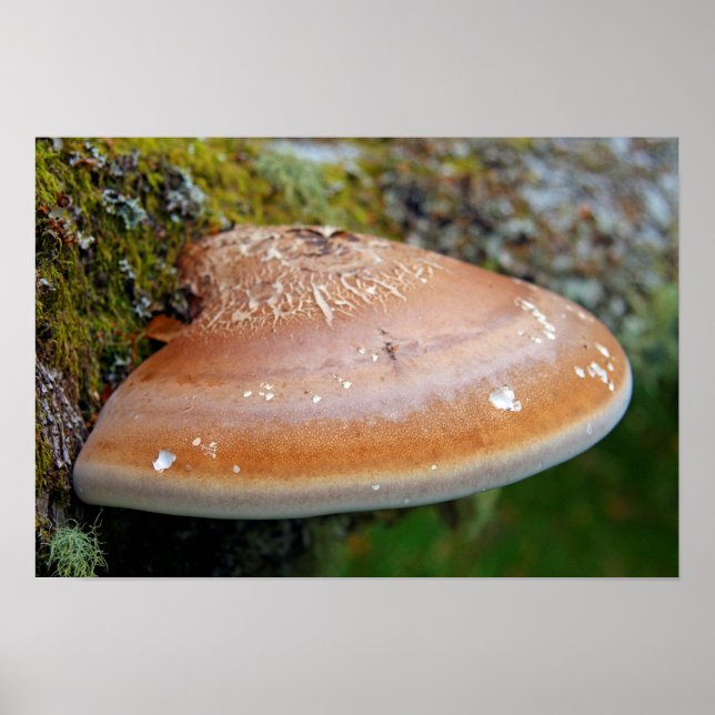 Bracket fungus poster (Vorne)