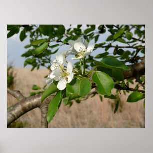 Bradford-Birnenbaum - Plakat