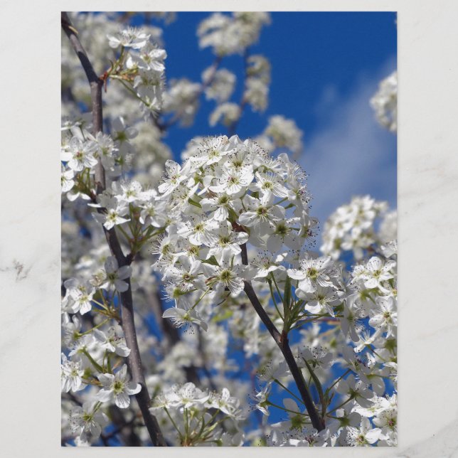 Bradford Pear Blooms (Vorderseite)