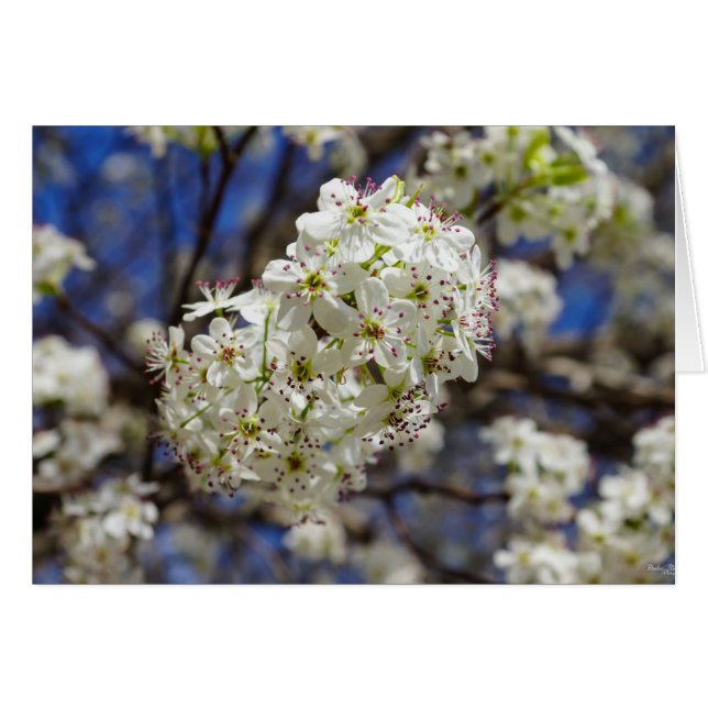 Bradford Pear Blooms (Vorderseite (Horizontal))