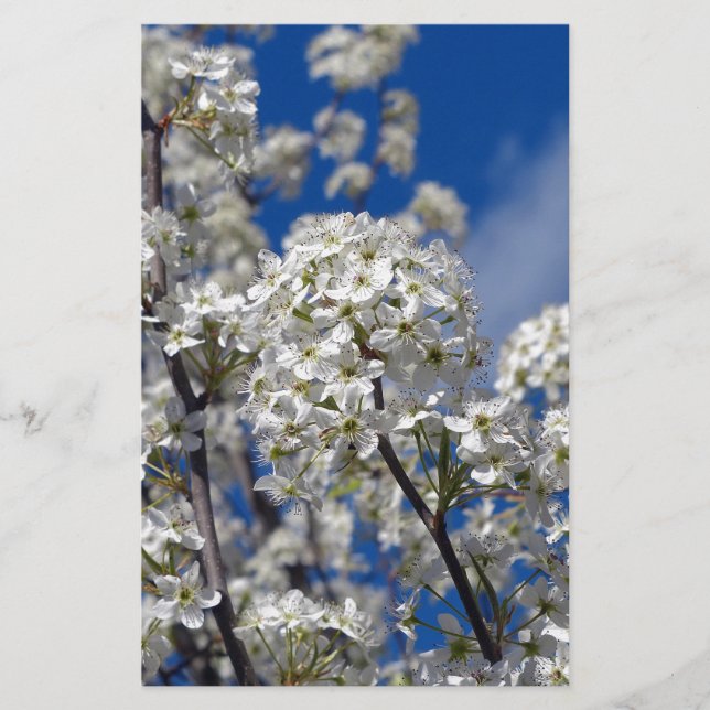Bradford Pear Blooms Briefpapier (Vorderseite)