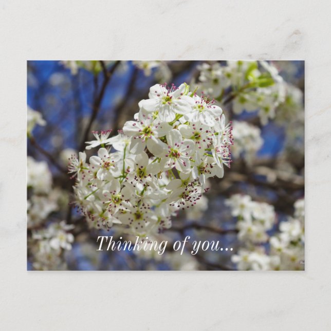 Bradford Pear Blooms denken an Sie Postkarte (Vorderseite)