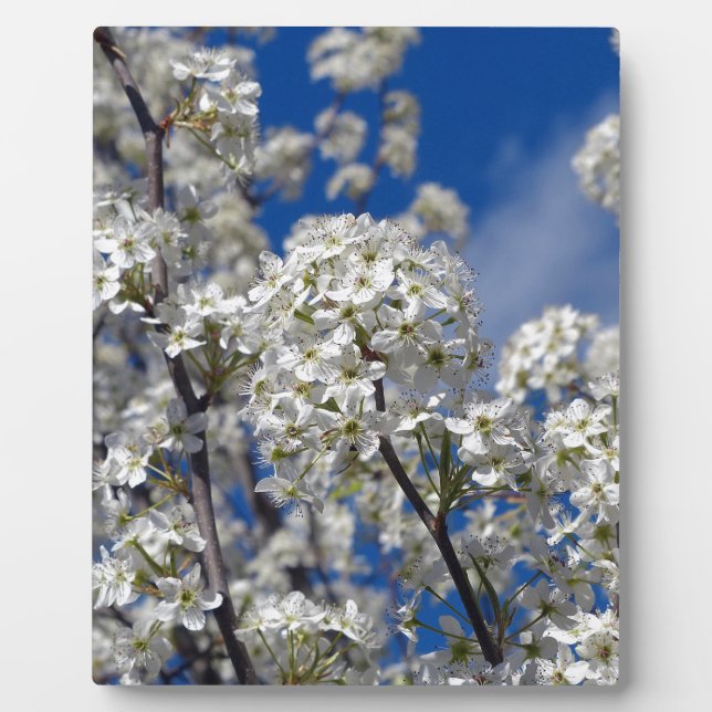 Bradford Pear Blooms Fotoplatte (Vorderseite)