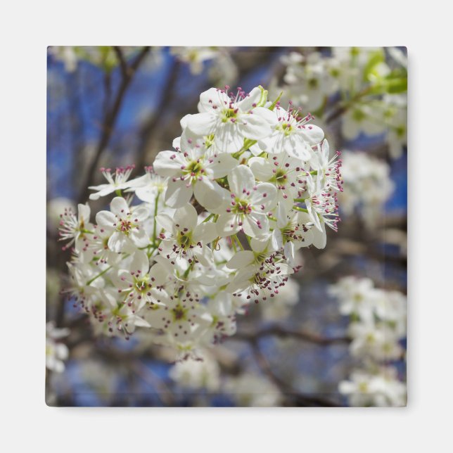 Bradford Pear Blooms Magnet (Vorne)