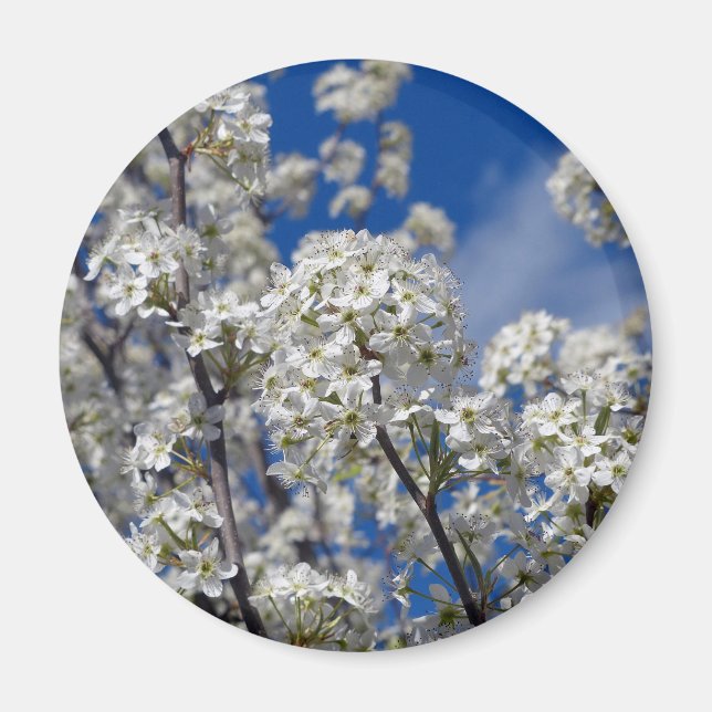 Bradford Pear Blooms Magnet (Vorne)