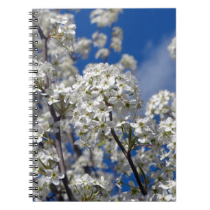 Bradford Pear Blooms Notizblock