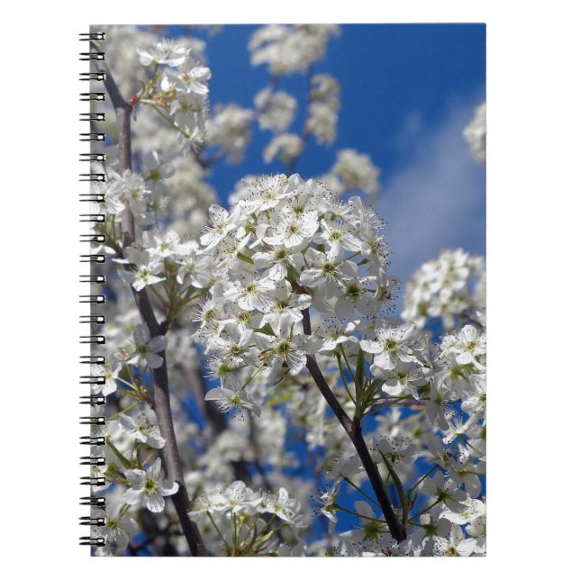 Bradford Pear Blooms Notizblock (Vorderseite)