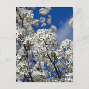 Bradford Pear Blooms Postkarte