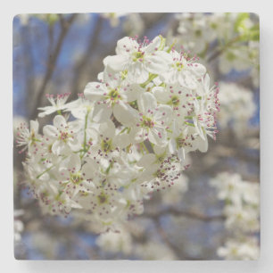 Bradford Pear Blooms Steinuntersetzer