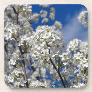 Bradford Pear Blooms Untersetzer