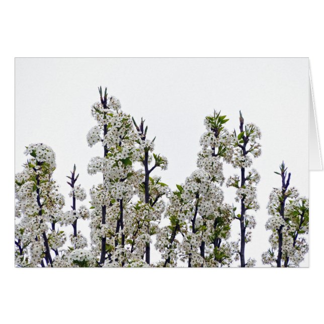 Bradford Pear Blossoms (Vorderseite (Horizontal))