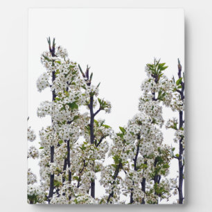Bradford Pear Blossoms Fotoplatte