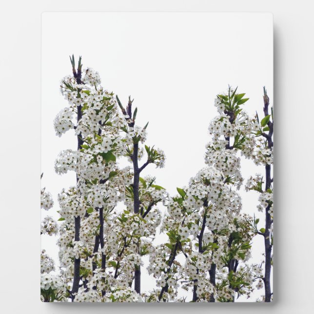 Bradford Pear Blossoms Fotoplatte (Vorderseite)