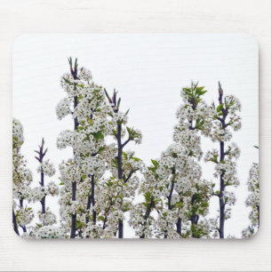 Bradford Pear Blossoms Mousepad