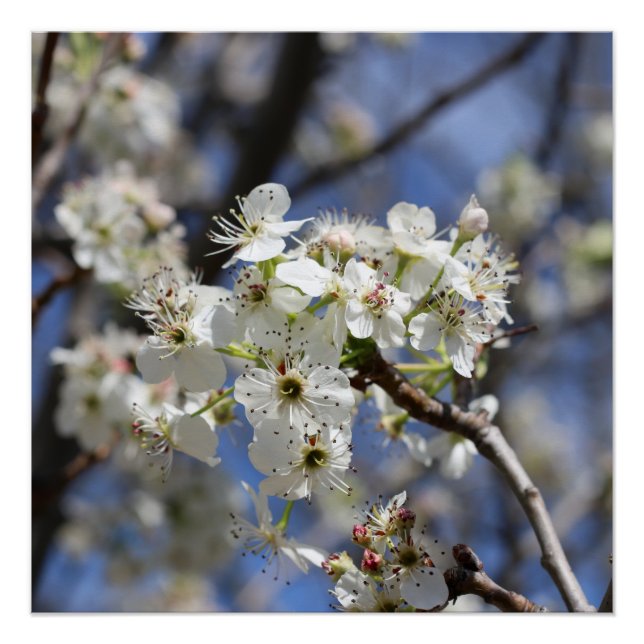BRADFORD PEAR BLOSSOMS POSTER (Vorderseite)