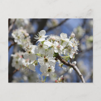 BRADFORD PEAR BLOSSOMS POSTKARTE
