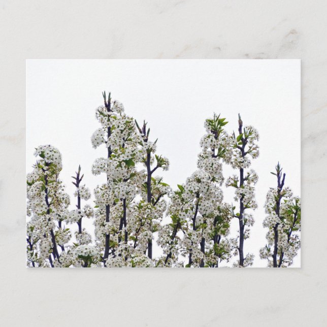 Bradford Pear Blossoms Postkarte (Vorderseite)