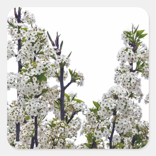 Bradford Pear Blossoms Quadratischer Aufkleber (Vorderseite)