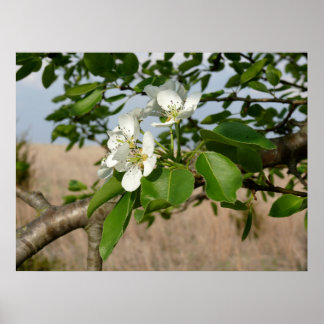 Bradford Pear tree - Poster