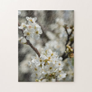 Bradford Select Focus