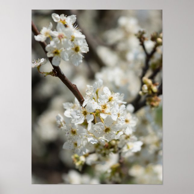 Bradford Select Focus Poster (Vorne)