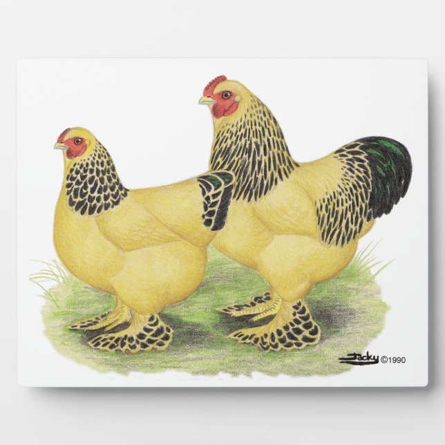 Brahma Buff Pair Fotoplatte (Vorderseite)