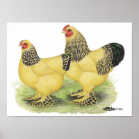 Brahma Buff Pair