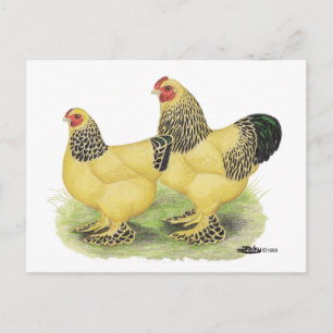Brahma Buff Pair Postkarte