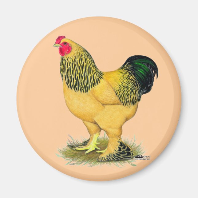 Brahma: Buff Rooster Magnet (Vorne)
